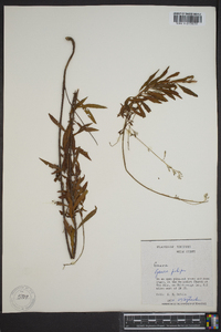 Oenothera filipes image