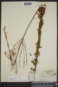 Oenothera filipes image