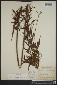 Oenothera filipes image