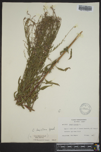 Oenothera filiformis image