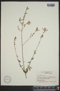 Oenothera simulans image