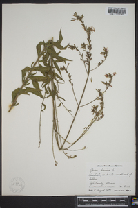 Oenothera gaura image