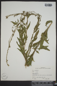 Oenothera gaura image