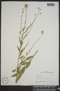 Oenothera gaura image