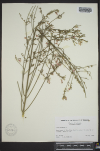 Oenothera gaura image