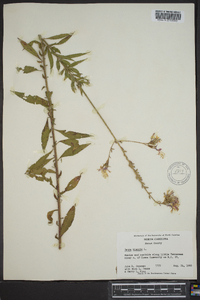 Oenothera gaura image