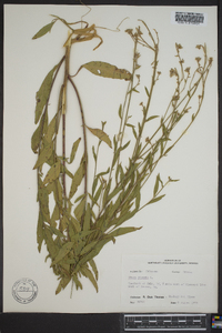 Oenothera gaura image