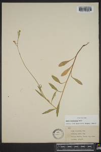 Oenothera gaura image