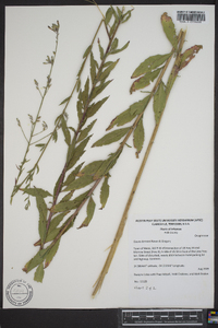 Oenothera demareei image