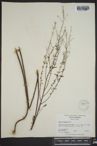 Oenothera filipes image