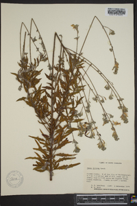 Oenothera filipes image