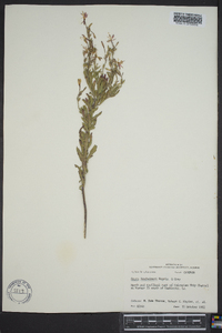 Oenothera lindheimeri image