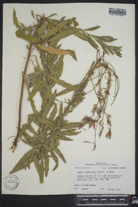 Oenothera lindheimeri image