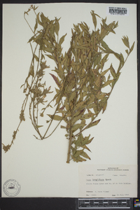 Oenothera filiformis image