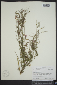 Oenothera filiformis image