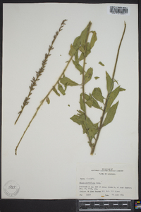 Oenothera curtiflora image