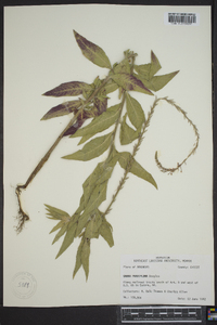 Oenothera curtiflora image