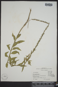 Oenothera curtiflora image