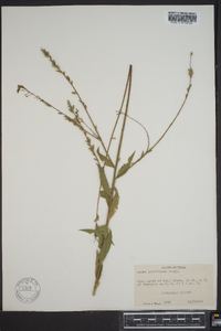 Oenothera curtiflora image