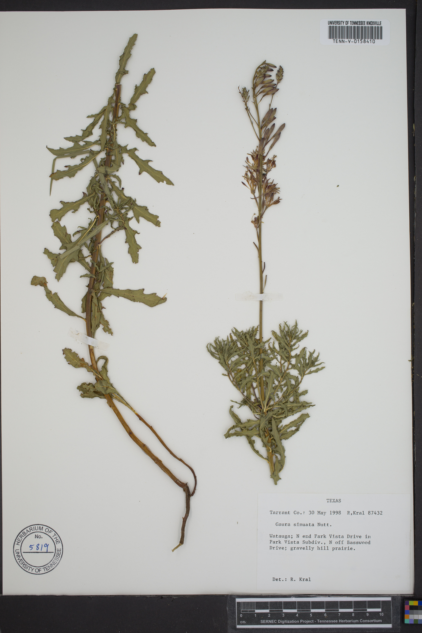 Oenothera sinuosa image