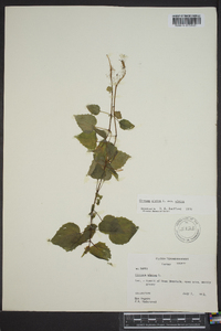 Circaea alpina subsp. alpina image