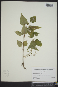 Circaea canadensis image