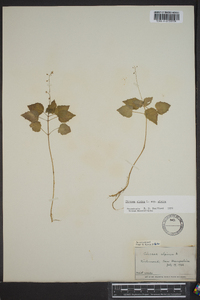 Circaea alpina image