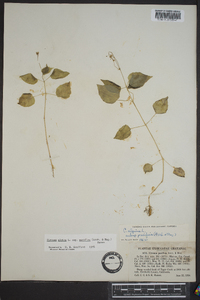 Circaea alpina image