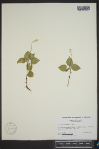 Circaea canadensis image