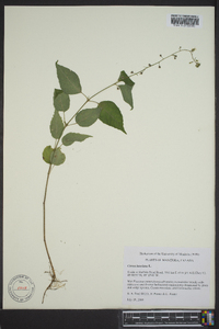 Circaea canadensis image