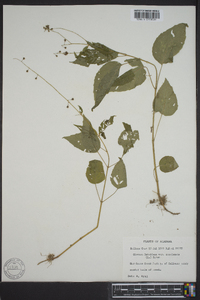 Circaea canadensis image