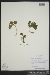 Circaea canadensis image