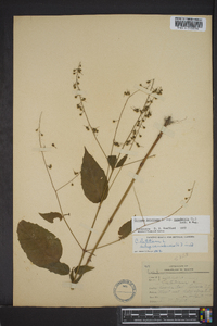 Circaea canadensis image