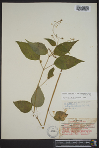 Circaea canadensis image