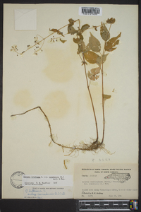 Circaea canadensis image