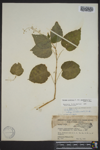 Circaea canadensis image