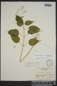 Circaea canadensis image