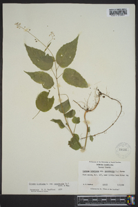 Circaea canadensis image