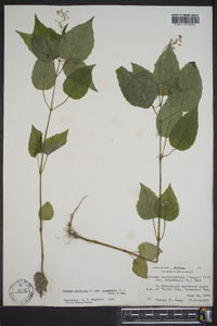 Circaea canadensis image