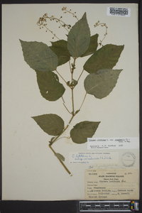 Circaea canadensis image