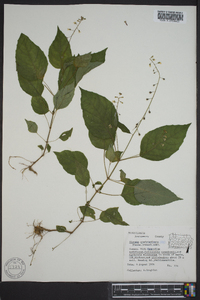 Circaea canadensis image