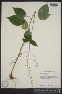 Circaea canadensis image