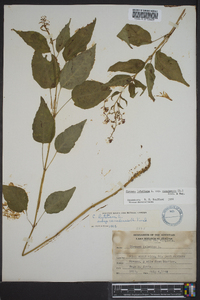 Circaea canadensis image