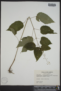 Circaea canadensis image