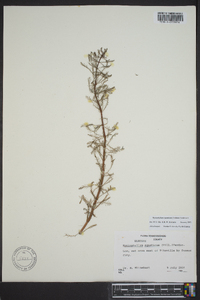 Myriophyllum aquaticum image