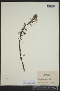 Myriophyllum aquaticum image