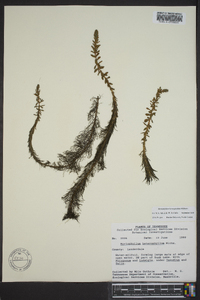 Myriophyllum heterophyllum image