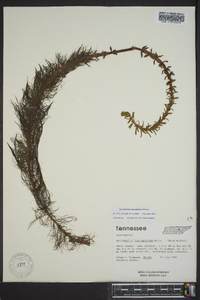 Myriophyllum heterophyllum image