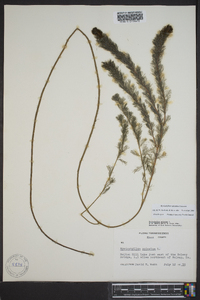 Myriophyllum spicatum image