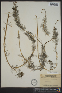 Myriophyllum sibiricum image